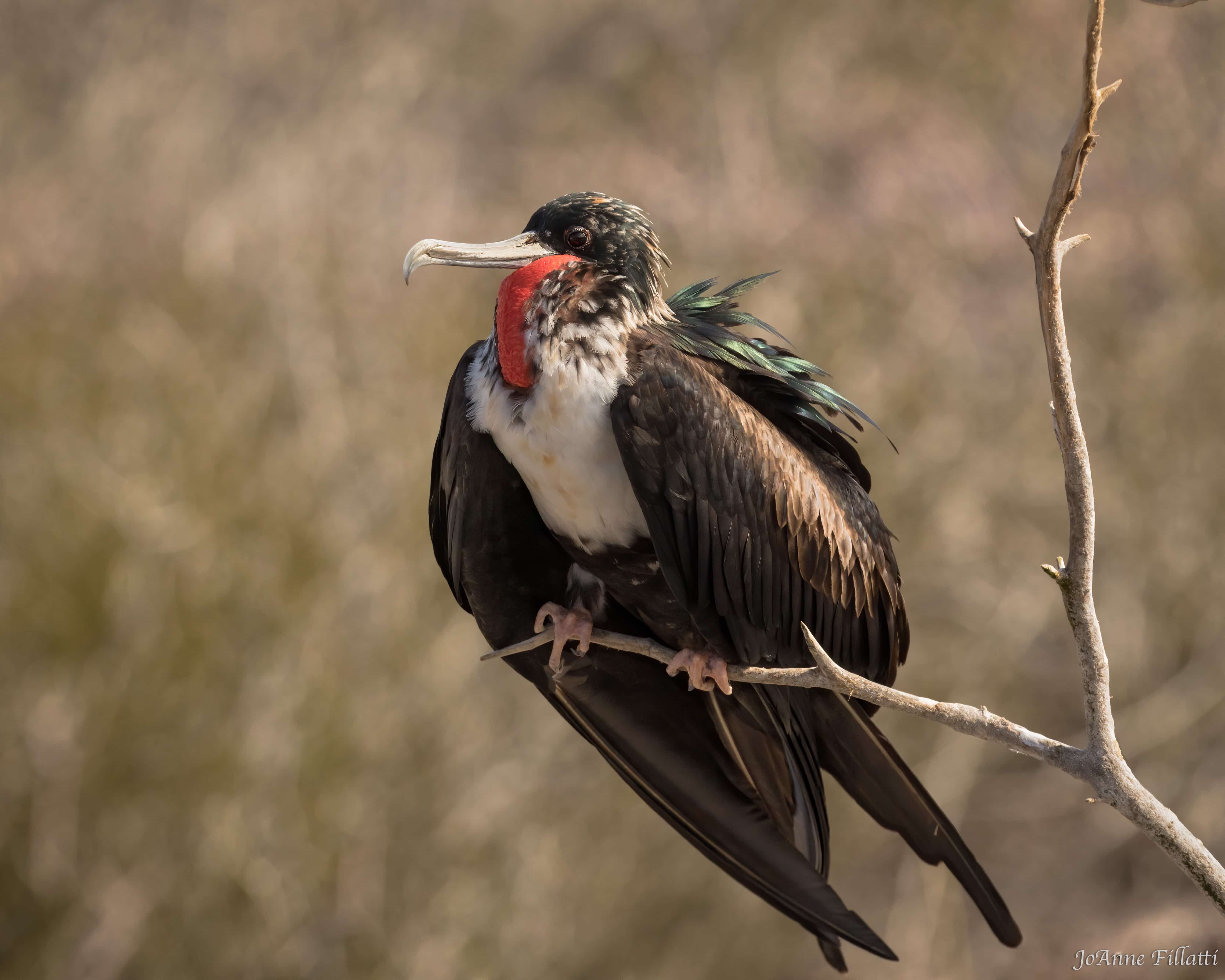 bird of galapagos image 6